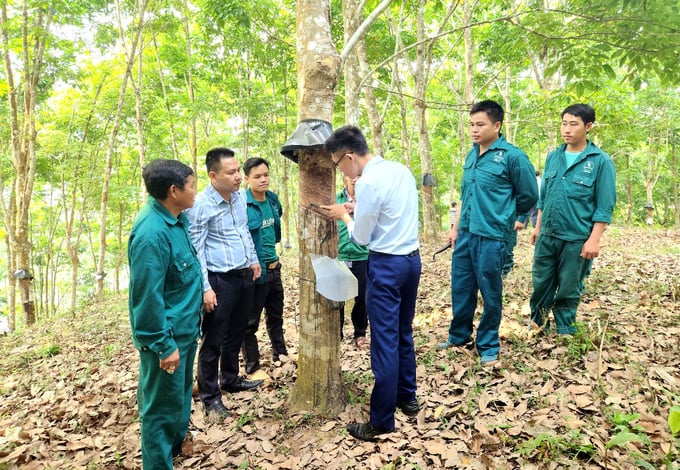 Khai thác 4.000 tấn mủ cao su ở 3 huyện biên giới Lai Châu 